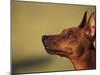 Miniature Pinscher Looking Up-Adriano Bacchella-Mounted Photographic Print