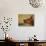 Miniature Pinscher Looking Up-Adriano Bacchella-Photographic Print displayed on a wall