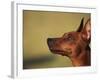 Miniature Pinscher Looking Up-Adriano Bacchella-Framed Photographic Print