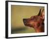Miniature Pinscher Looking Up-Adriano Bacchella-Framed Photographic Print