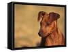 Miniature Pinscher Portrait-Adriano Bacchella-Framed Stretched Canvas