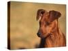 Miniature Pinscher Portrait-Adriano Bacchella-Stretched Canvas