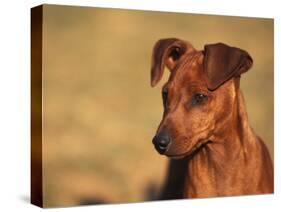 Miniature Pinscher Portrait-Adriano Bacchella-Stretched Canvas