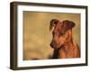 Miniature Pinscher Portrait-Adriano Bacchella-Framed Photographic Print