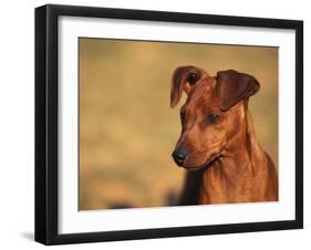 Miniature Pinscher Portrait-Adriano Bacchella-Framed Photographic Print