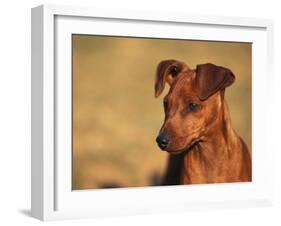 Miniature Pinscher Portrait-Adriano Bacchella-Framed Photographic Print