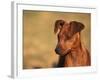 Miniature Pinscher Portrait-Adriano Bacchella-Framed Photographic Print