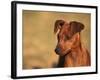 Miniature Pinscher Portrait-Adriano Bacchella-Framed Photographic Print