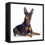 Miniature Pinscher-null-Framed Stretched Canvas