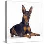 Miniature Pinscher-null-Stretched Canvas