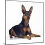 Miniature Pinscher-null-Mounted Photographic Print