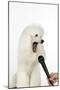 Miniature Poodle Dog-null-Mounted Photographic Print