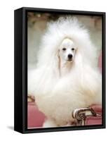 Miniature poodle sitting in armchair at 88th annual Westminster Kennel Club Dog Show.-Nina Leen-Framed Stretched Canvas