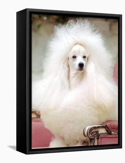 Miniature poodle sitting in armchair at 88th annual Westminster Kennel Club Dog Show.-Nina Leen-Framed Stretched Canvas