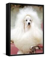 Miniature poodle sitting in armchair at 88th annual Westminster Kennel Club Dog Show.-Nina Leen-Framed Stretched Canvas