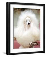 Miniature poodle sitting in armchair at 88th annual Westminster Kennel Club Dog Show.-Nina Leen-Framed Photographic Print