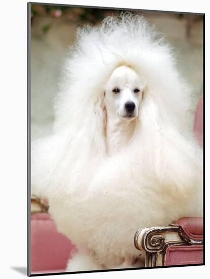 Miniature poodle sitting in armchair at 88th annual Westminster Kennel Club Dog Show.-Nina Leen-Mounted Photographic Print