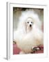 Miniature poodle sitting in armchair at 88th annual Westminster Kennel Club Dog Show.-Nina Leen-Framed Photographic Print