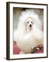 Miniature poodle sitting in armchair at 88th annual Westminster Kennel Club Dog Show.-Nina Leen-Framed Photographic Print