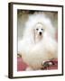 Miniature poodle sitting in armchair at 88th annual Westminster Kennel Club Dog Show.-Nina Leen-Framed Photographic Print