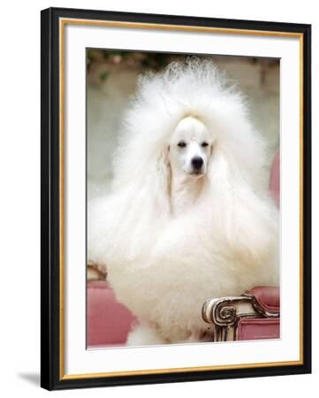 kennel club miniature poodle