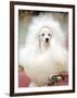 Miniature poodle sitting in armchair at 88th annual Westminster Kennel Club Dog Show.-Nina Leen-Framed Photographic Print