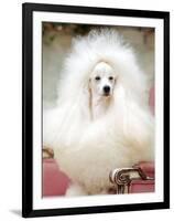 Miniature poodle sitting in armchair at 88th annual Westminster Kennel Club Dog Show.-Nina Leen-Framed Photographic Print