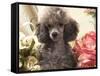 Miniature Poodle-null-Framed Stretched Canvas