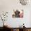 Miniature Poodle-null-Stretched Canvas displayed on a wall