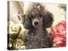 Miniature Poodle-null-Stretched Canvas