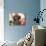 Miniature Poodle-null-Photographic Print displayed on a wall