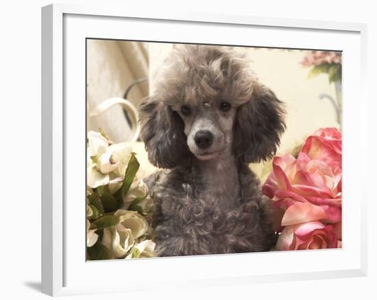 Miniature Poodle-null-Framed Photographic Print