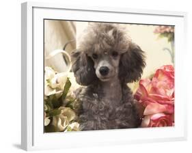 Miniature Poodle-null-Framed Photographic Print