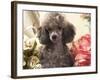 Miniature Poodle-null-Framed Photographic Print