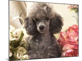 Miniature Poodle-null-Mounted Photographic Print