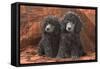 Miniature Poodles-null-Framed Stretched Canvas