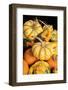 Miniature pumpkins and gourds-Lisa Engelbrecht-Framed Photographic Print