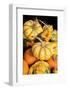 Miniature pumpkins and gourds-Lisa Engelbrecht-Framed Photographic Print