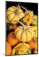 Miniature pumpkins and gourds-Lisa Engelbrecht-Mounted Photographic Print