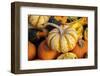 Miniature pumpkins-Lisa Engelbrecht-Framed Photographic Print