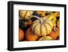 Miniature pumpkins-Lisa Engelbrecht-Framed Photographic Print