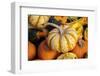 Miniature pumpkins-Lisa Engelbrecht-Framed Photographic Print