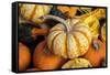 Miniature pumpkins-Lisa Engelbrecht-Framed Stretched Canvas