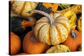 Miniature pumpkins-Lisa Engelbrecht-Stretched Canvas