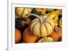 Miniature pumpkins-Lisa Engelbrecht-Framed Photographic Print