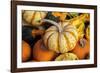 Miniature pumpkins-Lisa Engelbrecht-Framed Photographic Print