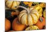 Miniature pumpkins-Lisa Engelbrecht-Mounted Photographic Print