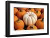 Miniature pumpkins-Lisa Engelbrecht-Framed Photographic Print