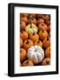 Miniature pumpkins-Lisa Engelbrecht-Framed Photographic Print