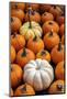 Miniature pumpkins-Lisa Engelbrecht-Mounted Photographic Print